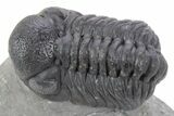 Detailed Austerops Trilobite - Ofaten, Morocco #356924-1